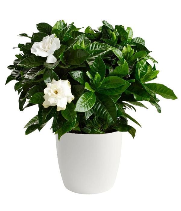 Gardenia plant