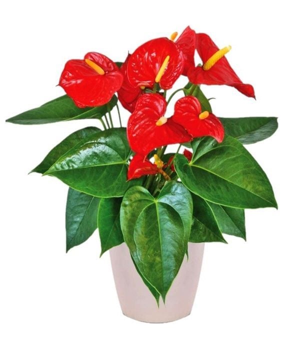 Anthurium, the plant of love