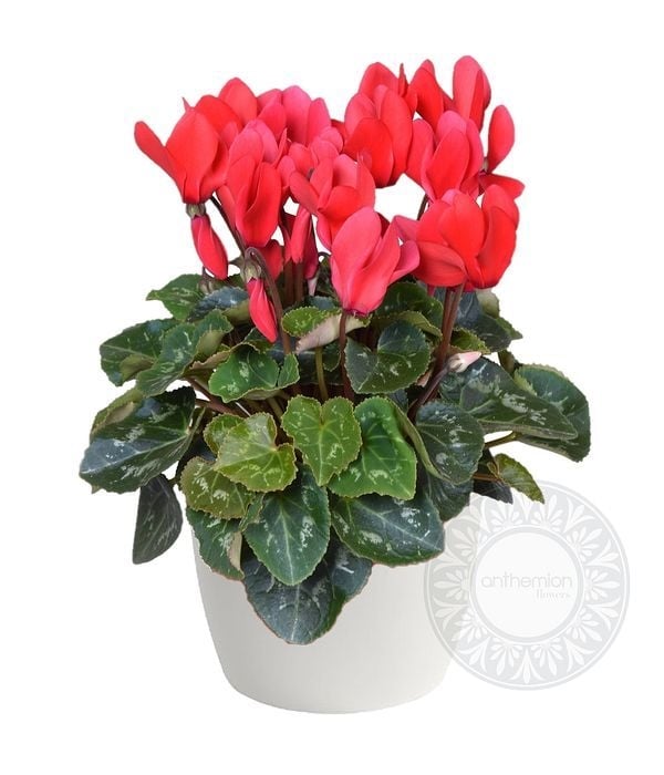Red Cyclamen