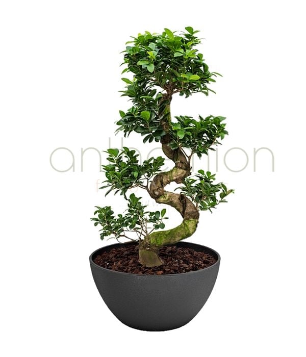 Ginseng Bonsai