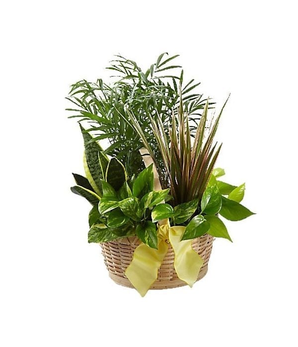 Nature's Garden arrangement (Basic)