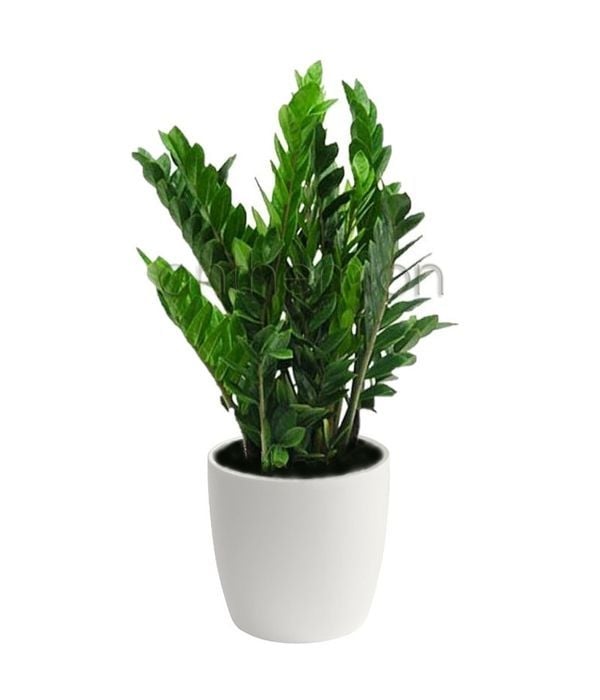 Zamia plant (Special)