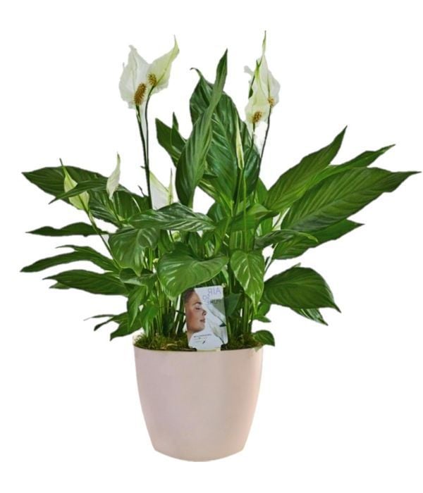 Spathiphyllum plant
