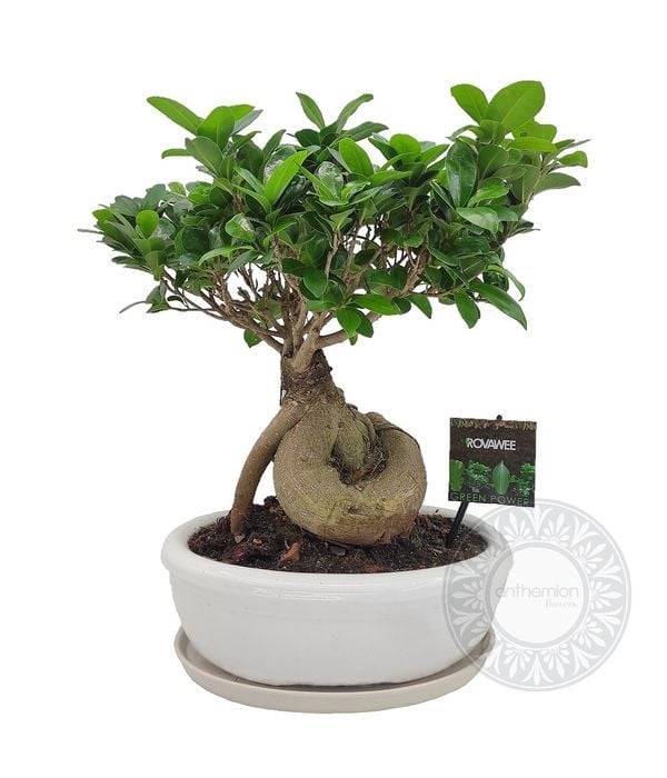 Bonsai Smiles