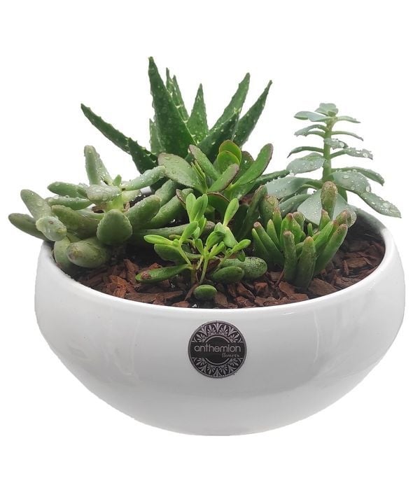 Beauty of succulents