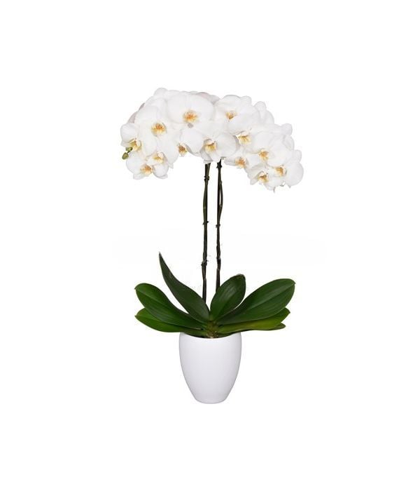 White exotic orchid plant