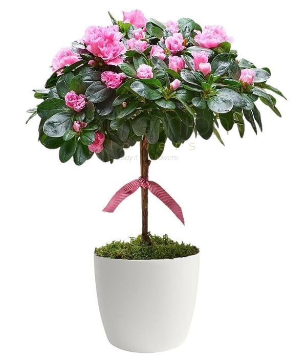 Azalea tree in pot