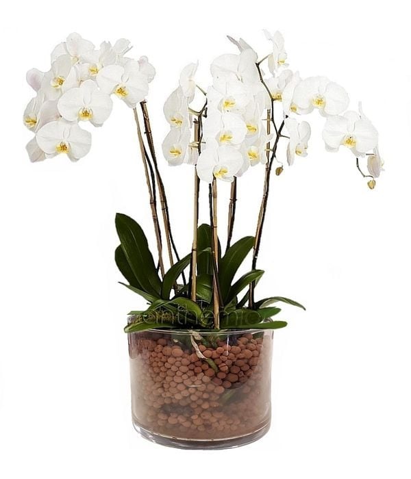 Orchid white Phalaenopsis (4 stems in a glass)