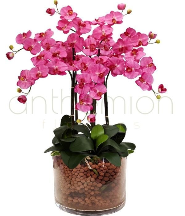 Orchid pink Phalaenopsis (4 stems in a glass)