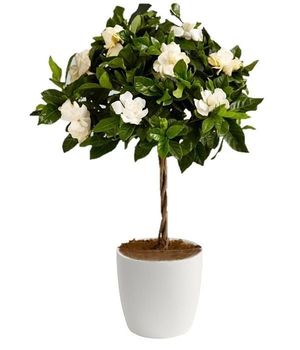 Gardenia Tree