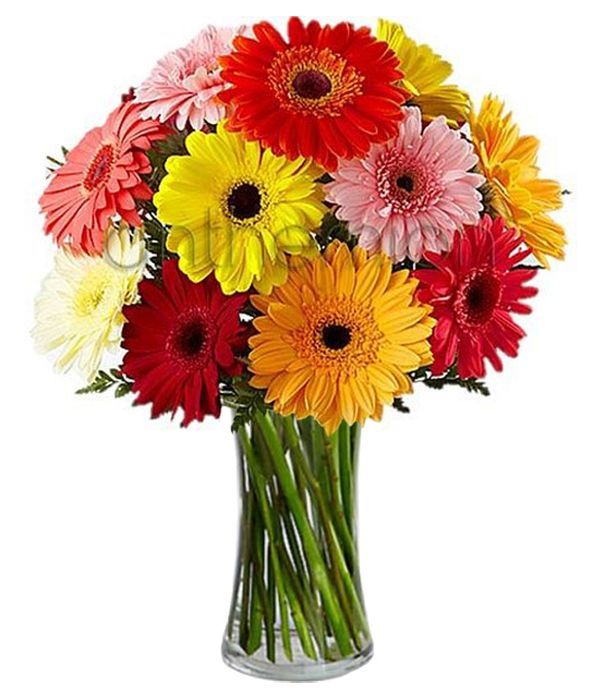Glorious Gerberas (Basic)