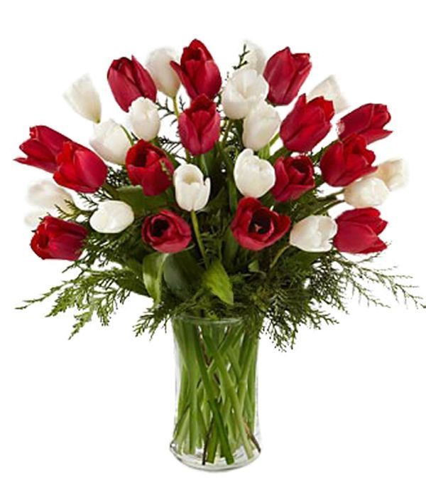 White and red tulips for perfect love