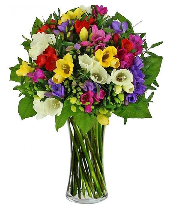 Spring Freesias Bouquet (Basic)