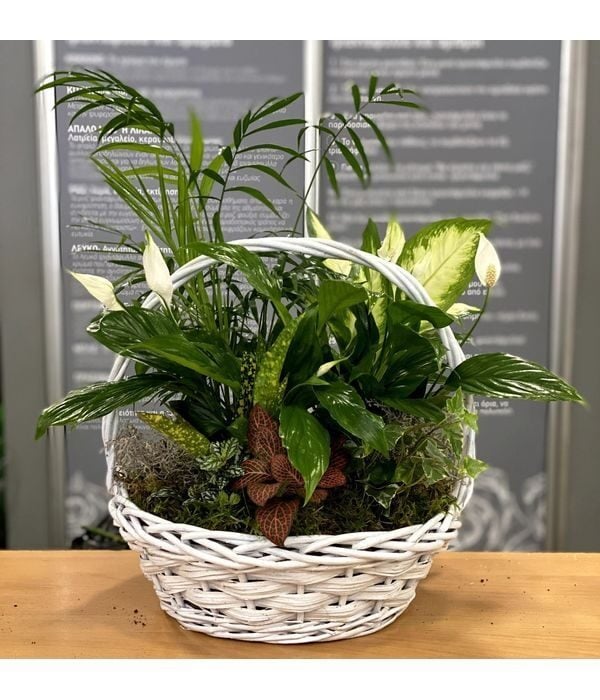 White plant arrangement