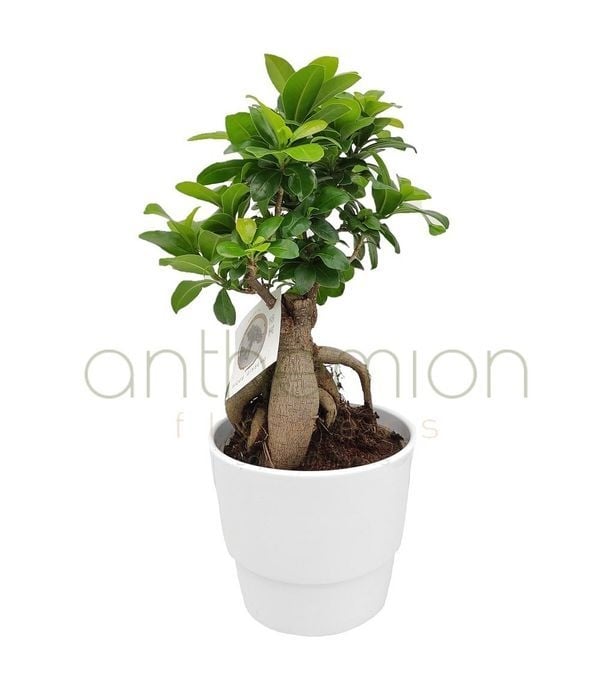 Bonsai Plant