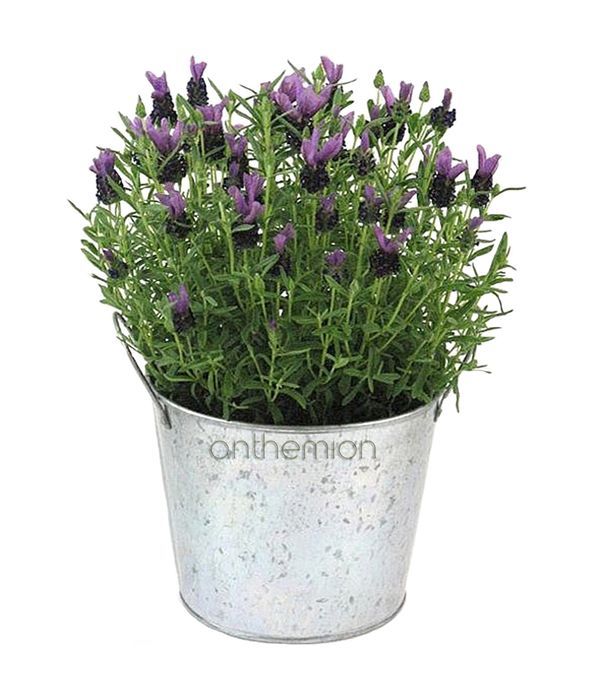 Potted Lavender Plant