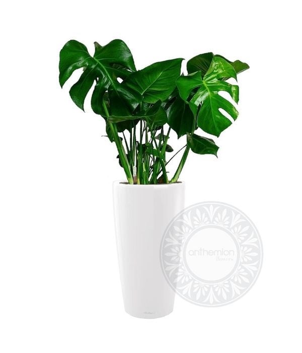 Monstera in a self-watering tall pot