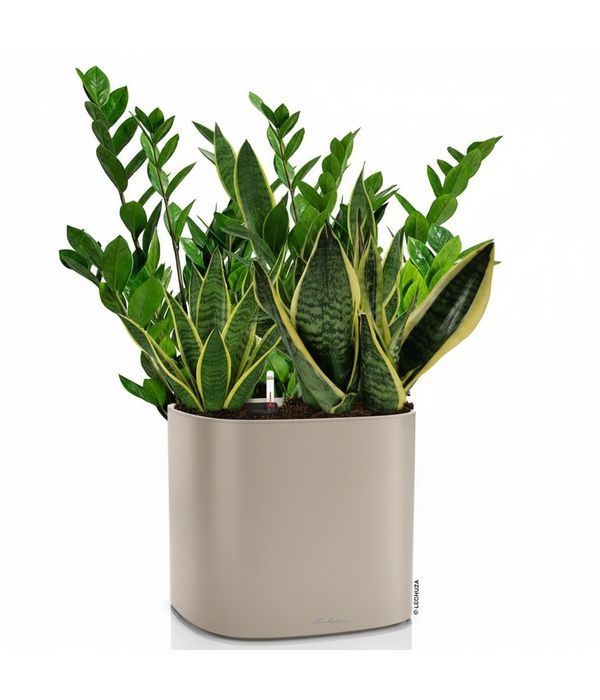 Sophisticated style and luxury with a plant composition (self-watering pot)