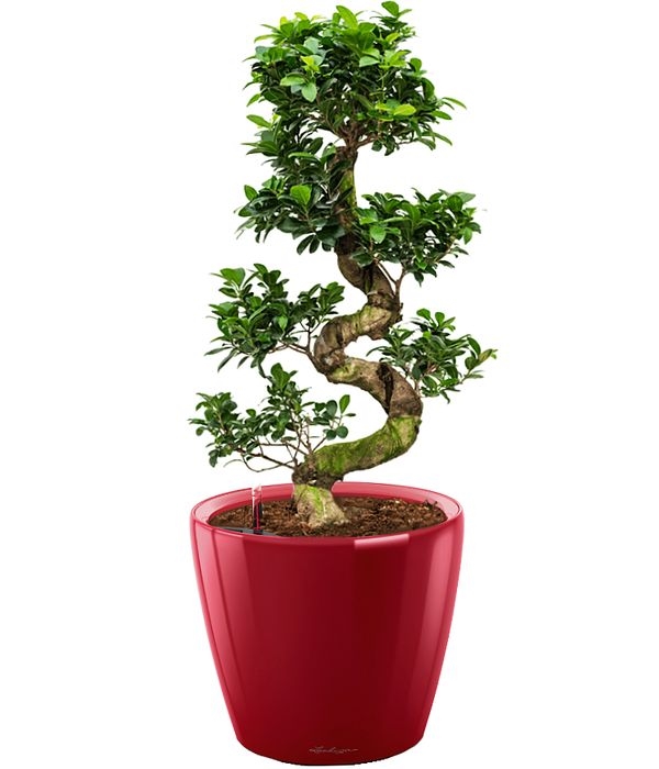 Premium bonsai in self watering pot
