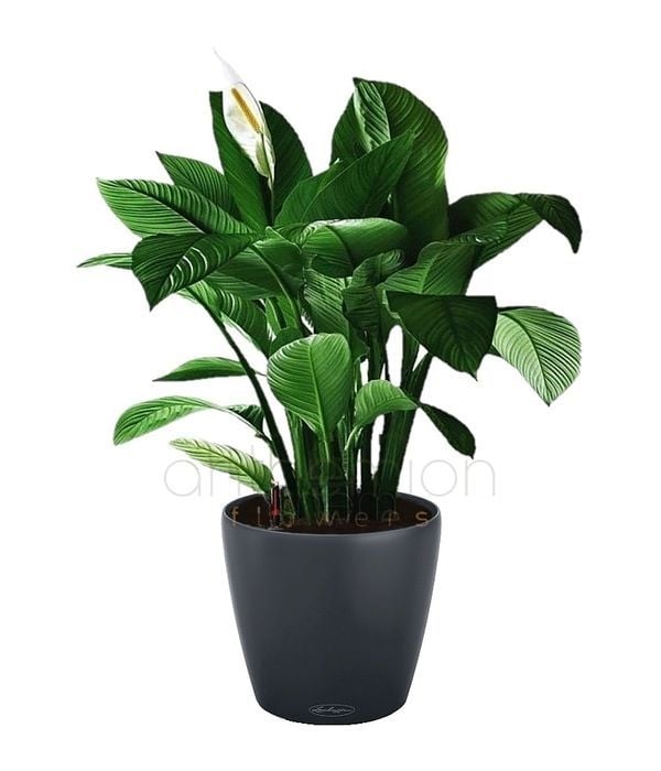 Gorgeous plant for office or home