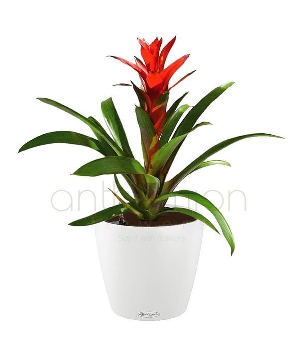 Gusmania in a white self watering pot