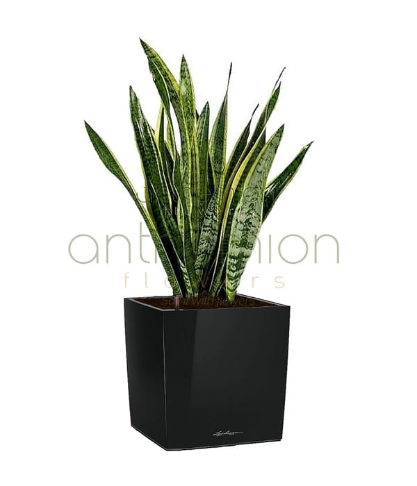 Sansevieria in black self watering cube