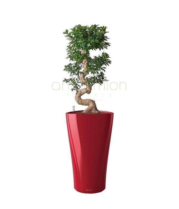 Elegant bonsai in self watering pot