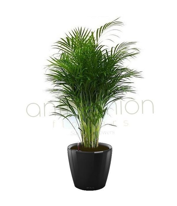 Areka plant in a black self watering pot