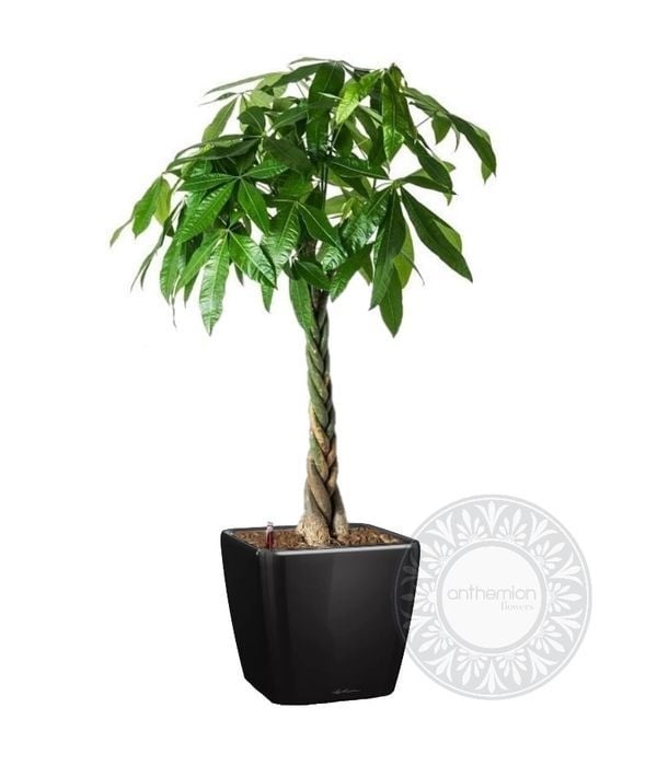 Elegant pachira in a self watering pot