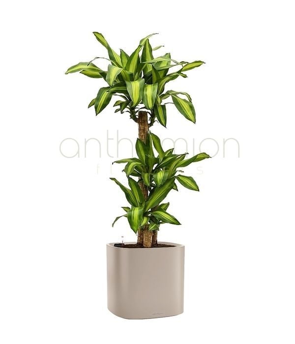 Dracaena in light grey self watering pot