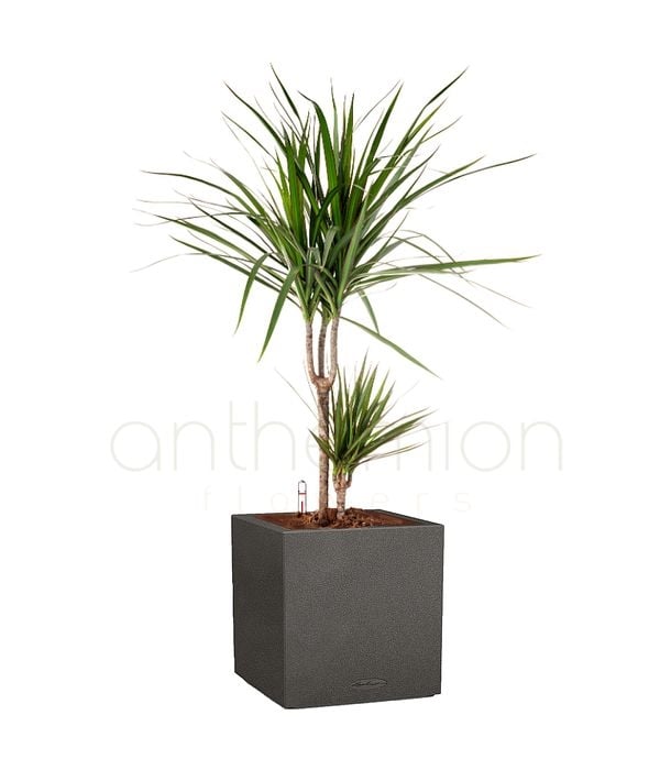 Dracaena in a black self watering pot