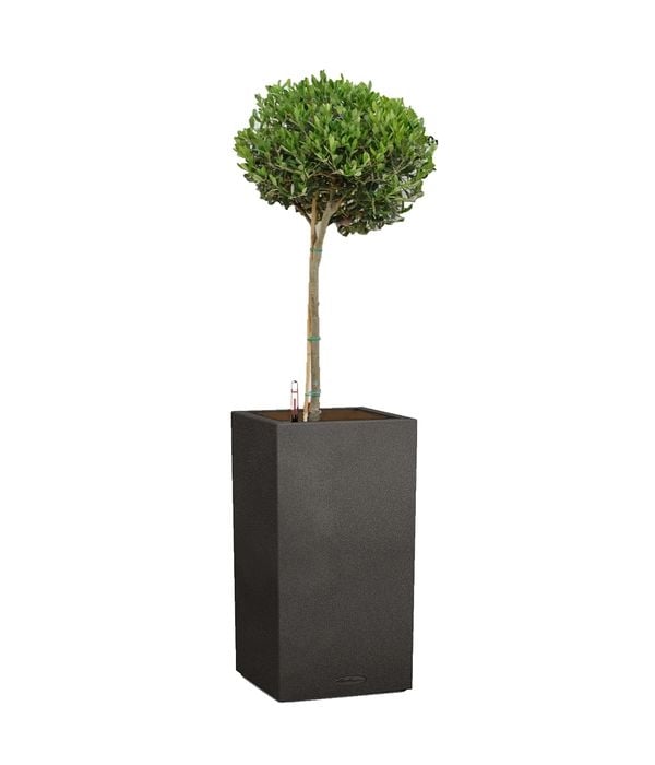 Olive plant in tall black self watering pot