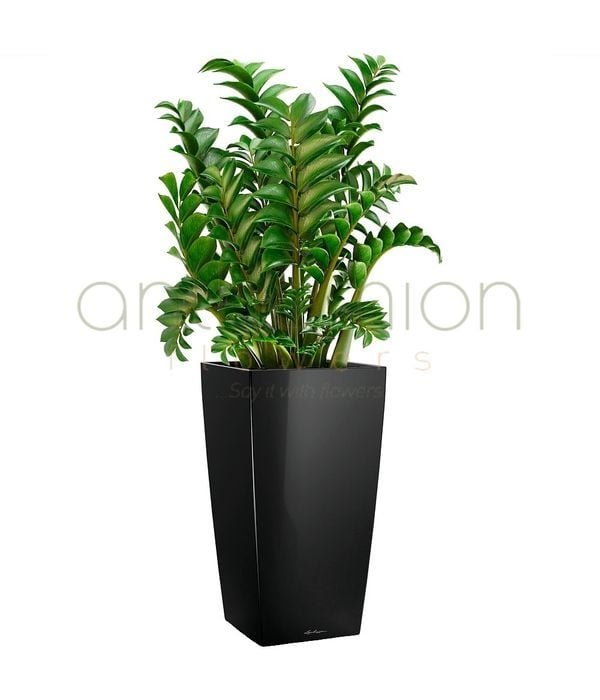 Zamioculcas in tall black glossy self watering pot