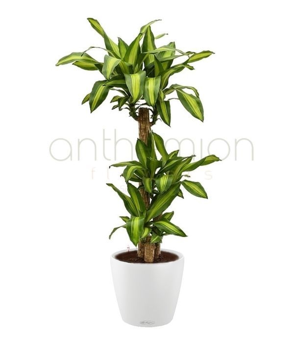 Dracaena fragrans in white lechuza pot