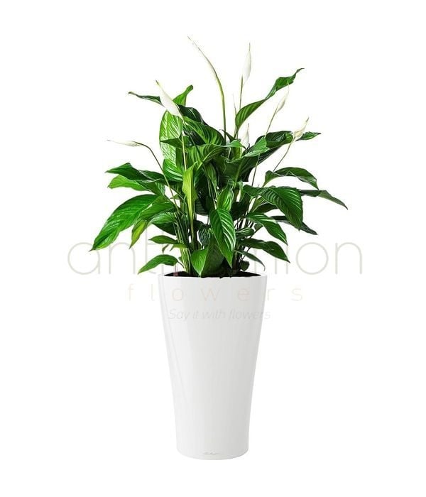 Spathifillum in stylish self watering pot