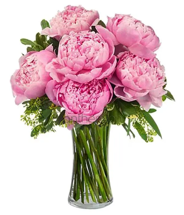 Dreamy Pink Peonies
