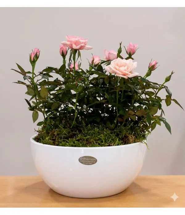 Ceramic bowl with roses plants