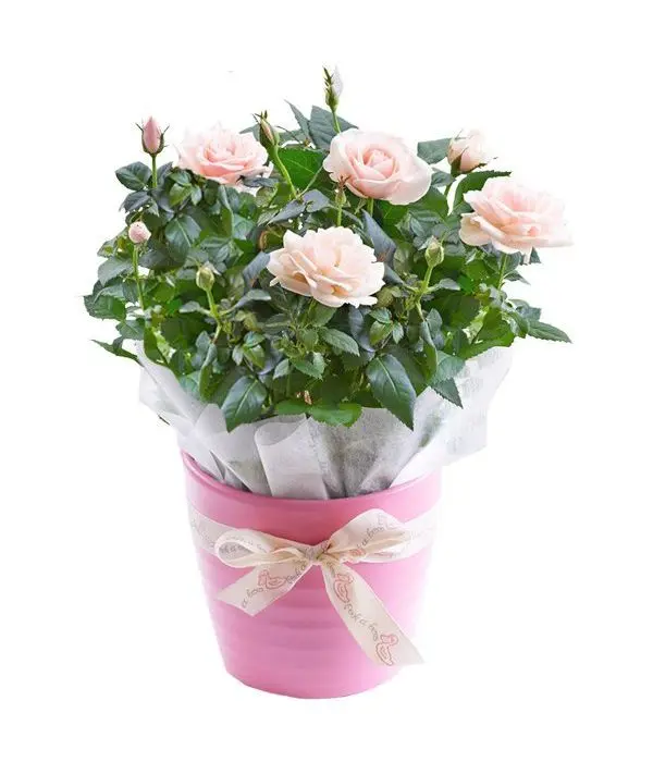 Sweet mini pink rose plant