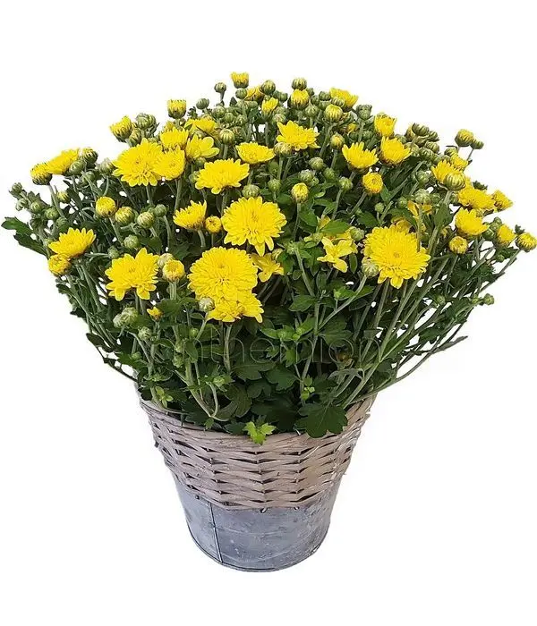 Chrysanthemum, The Plant Of Autumn