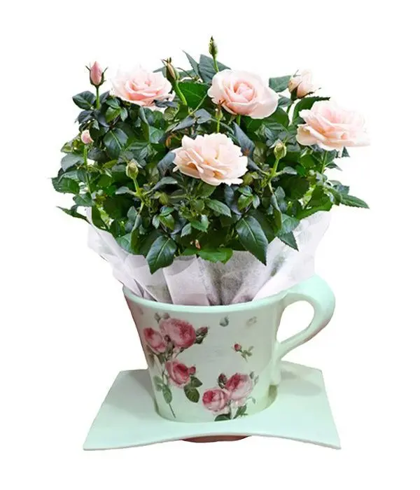 Pink rosebush in a teacup