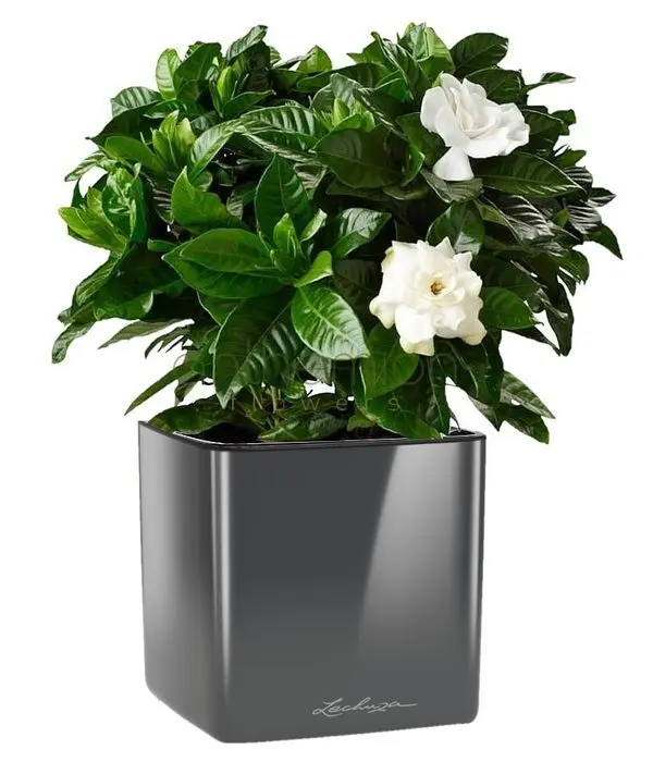 Mini Gardenia in self watering pot