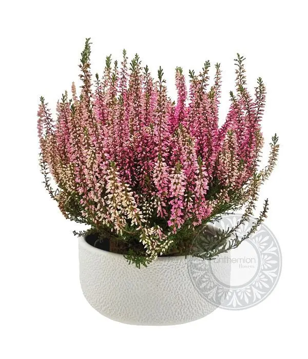 Calluna vulgaris in ceramic pot