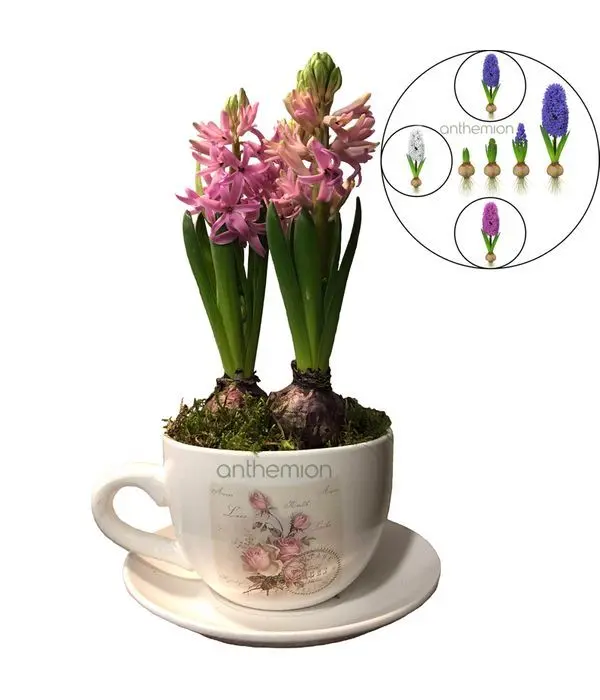 Ceramic Cup with a pink hyacinth plant