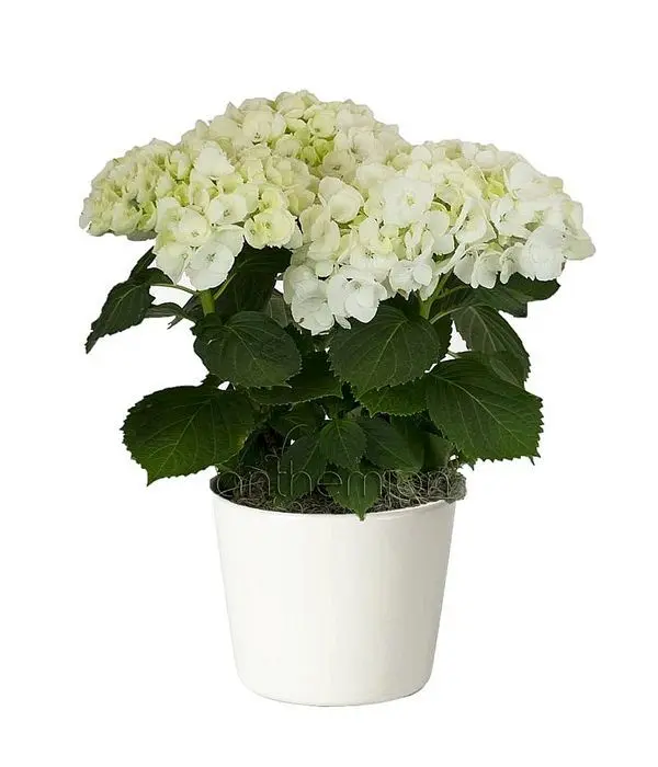 White hydrangea plant