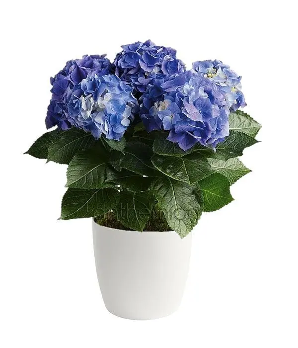 Purple / Lilac Hydrangea plant