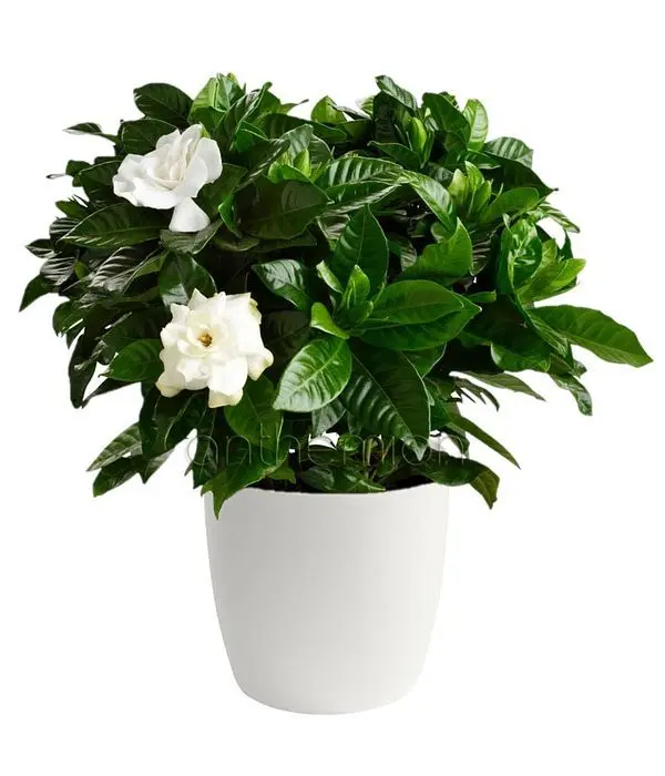 Gardenia plant