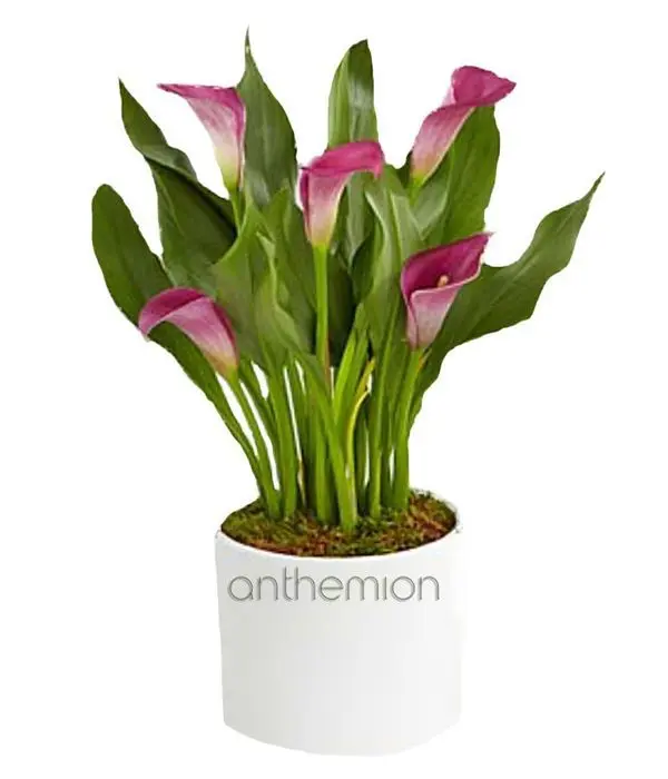 Gorgeous Calla Plant