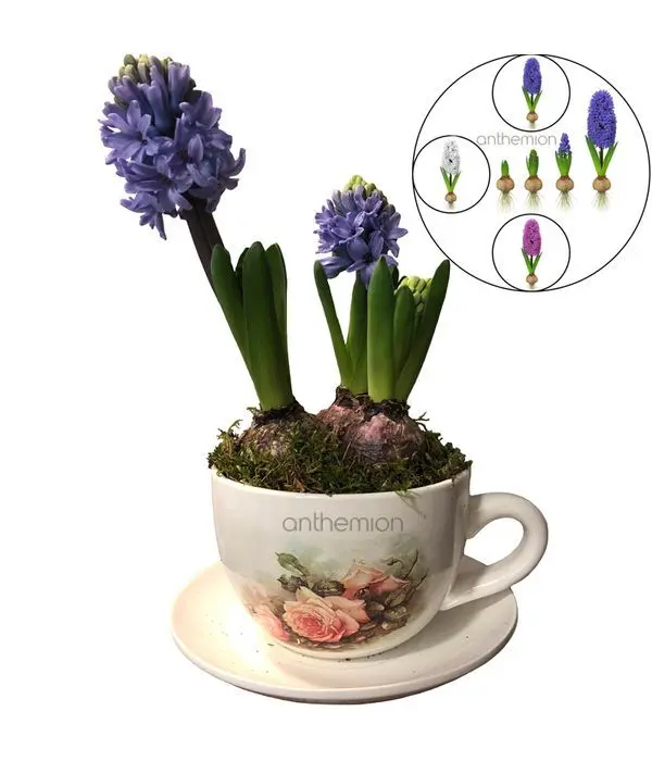 Fragrant Hyacinth in Ceramic Cup | Color selection