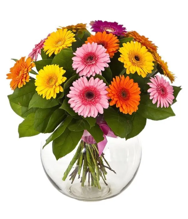 Gerberas. Vase is not included