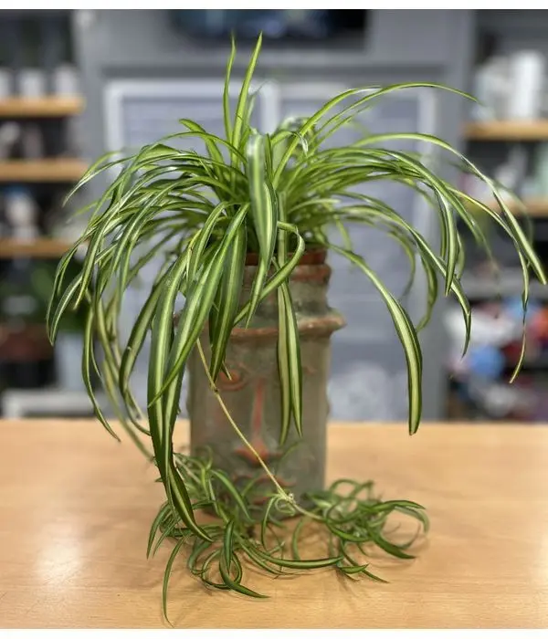 Plant in a ceramic face pot